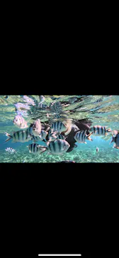 武藤潜水に投稿された画像（2023/11/4）