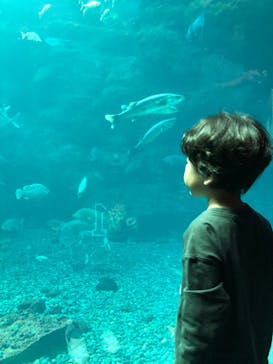 新江ノ島水族館に投稿された画像（2023/11/4）