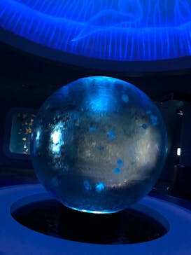 新江ノ島水族館に投稿された画像（2023/11/4）