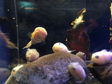 新江ノ島水族館に投稿された画像（2023/11/4）