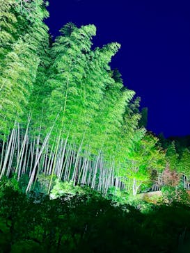 国営昭和記念公園 秋の夜散歩に投稿された画像（2023/11/4）