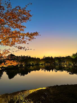 国営昭和記念公園 秋の夜散歩に投稿された画像（2023/11/4）