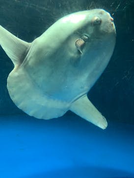 サンシャイン水族館に投稿された画像（2023/11/4）
