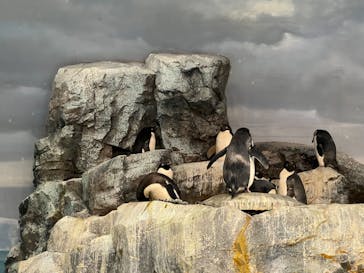 名古屋港水族館に投稿された画像（2023/11/4）