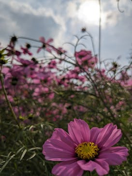 淡路ファームパーク イングランドの丘に投稿された画像（2023/11/4）