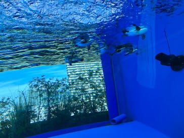 サンシャイン水族館に投稿された画像（2023/11/4）