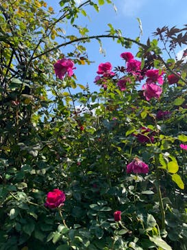 横浜イングリッシュガーデンに投稿された画像（2023/11/4）