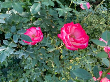 横浜イングリッシュガーデンに投稿された画像（2023/11/4）