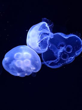 サンシャイン水族館に投稿された画像（2023/11/4）