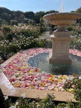 京成バラ園に投稿された画像（2023/11/4）