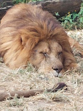 群馬サファリパークに投稿された画像（2023/11/4）