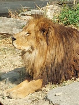 群馬サファリパークに投稿された画像（2023/11/4）