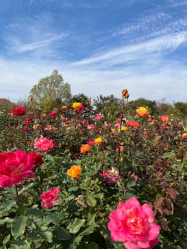 京成バラ園に投稿された画像（2023/11/4）