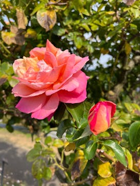 京成バラ園に投稿された画像（2023/11/4）