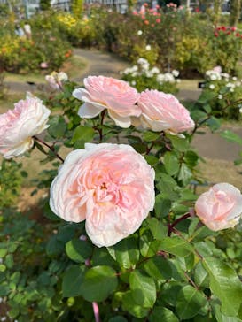 京成バラ園に投稿された画像（2023/11/4）