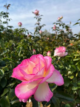 京成バラ園に投稿された画像（2023/11/4）