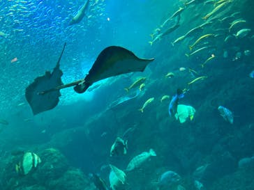 新江ノ島水族館に投稿された画像（2023/11/4）