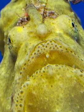 しながわ水族館に投稿された画像（2023/11/4）