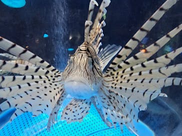 しながわ水族館に投稿された画像（2023/11/4）