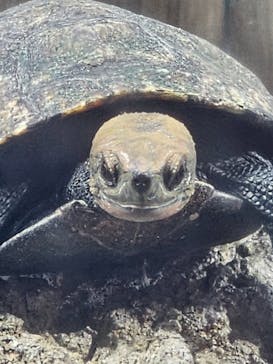 しながわ水族館に投稿された画像（2023/11/4）