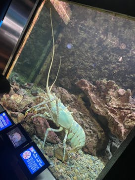 串本海中公園水族館に投稿された画像（2023/11/4）