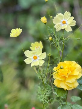 横浜イングリッシュガーデンに投稿された画像（2023/11/4）