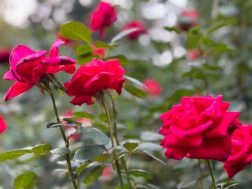 横浜イングリッシュガーデンに投稿された画像（2023/11/4）