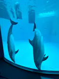 名古屋港水族館に投稿された画像（2023/11/4）