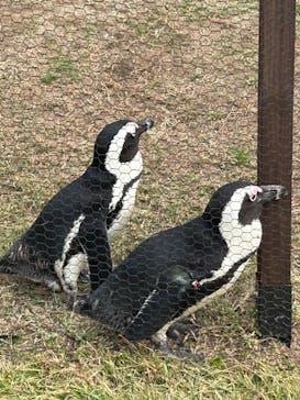 名古屋港水族館に投稿された画像（2023/11/4）