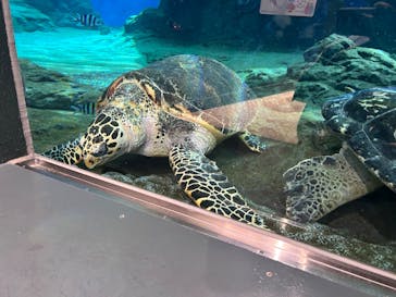 名古屋港水族館に投稿された画像（2023/11/4）