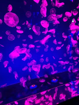 名古屋港水族館に投稿された画像（2023/11/4）