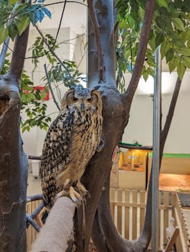 Moff アニマル カフェ イーアス 高尾店に投稿された画像（2023/11/4）