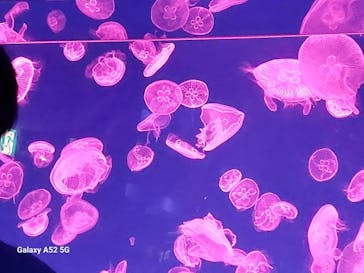 名古屋港水族館に投稿された画像（2023/11/4）