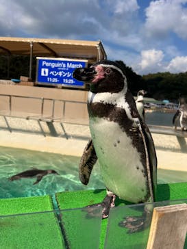 下田海中水族館に投稿された画像（2023/11/4）