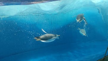 名古屋港水族館に投稿された画像（2023/11/4）