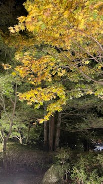 国営昭和記念公園 秋の夜散歩に投稿された画像（2023/11/4）