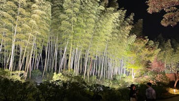 国営昭和記念公園 秋の夜散歩に投稿された画像（2023/11/4）