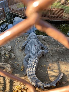 熱川バナナワニ園に投稿された画像（2023/11/4）