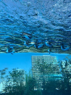 サンシャイン水族館に投稿された画像（2023/11/4）
