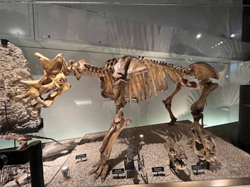 国立科学博物館に投稿された画像（2023/11/4）