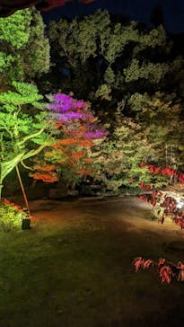 博多ライトアップウォーク実行委員会に投稿された画像（2023/11/4）