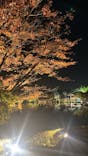 国営昭和記念公園 秋の夜散歩に投稿された画像（2023/11/4）