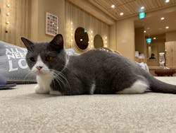 猫カフェモカ イオンモール岡山店に投稿された画像（2023/11/4）