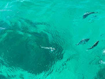 青の洞窟専門店　沖縄ダイビングショップ和に投稿された画像（2023/11/4）