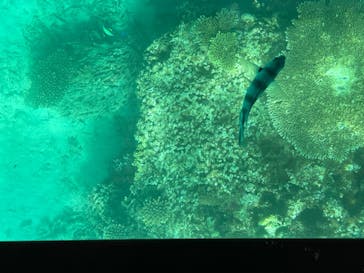 青の洞窟専門店　沖縄ダイビングショップ和に投稿された画像（2023/11/4）