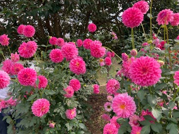 いばらきフラワーパークに投稿された画像（2023/11/4）