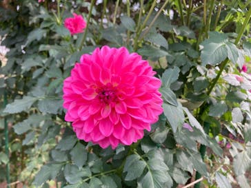 いばらきフラワーパークに投稿された画像（2023/11/4）