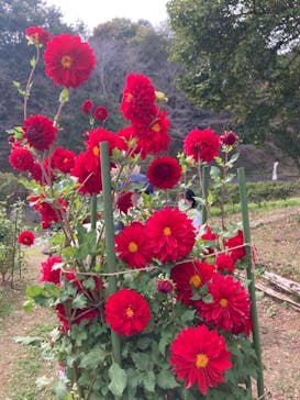 いばらきフラワーパークに投稿された画像（2023/11/4）