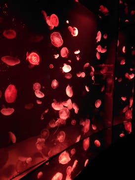 サンシャイン水族館に投稿された画像（2023/11/4）