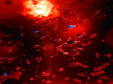 サンシャイン水族館に投稿された画像（2023/11/4）